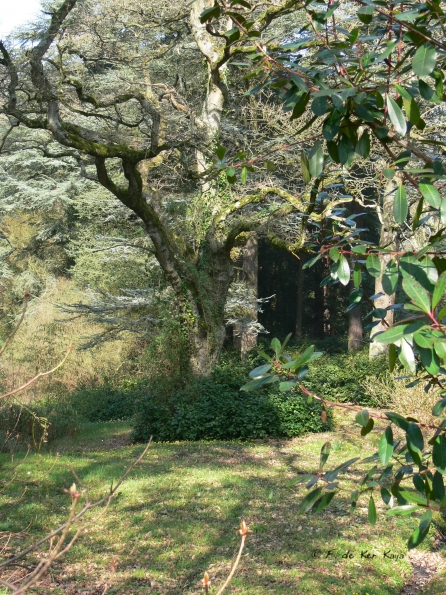 Bois des Moutiers (109) mars 2012